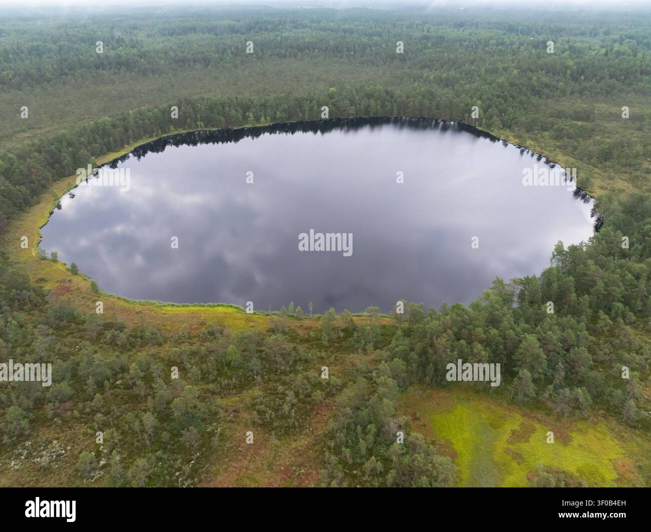 Vista aerea con drone del lago paludoso Konnu Suursoo in Estonia circondato da una fitta foresta di pini e zone umide muschiose, che mostra un bellissimo paesaggio selvaggio e nor… Foto Stock