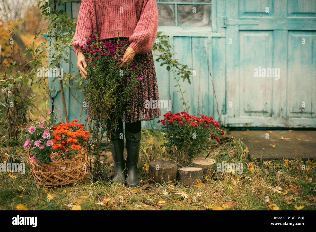 aster con radici nelle mani di donna che indossa un maglione nel giardino autunnale vicino alla casa di legno blu nel villaggio Foto Stock