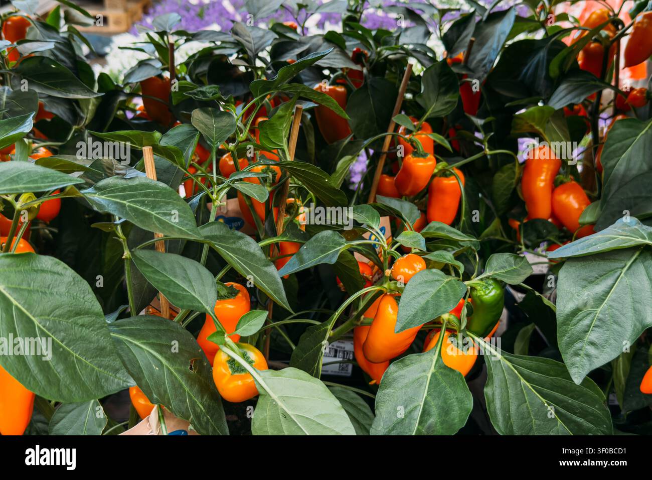 Piante di peperone arancione crescono in vasi con foglie verdi e bastoncini di sostegno in legno. Agricoltura urbana, agricoltura sostenibile, giardinaggio domestico, cibo Foto Stock
