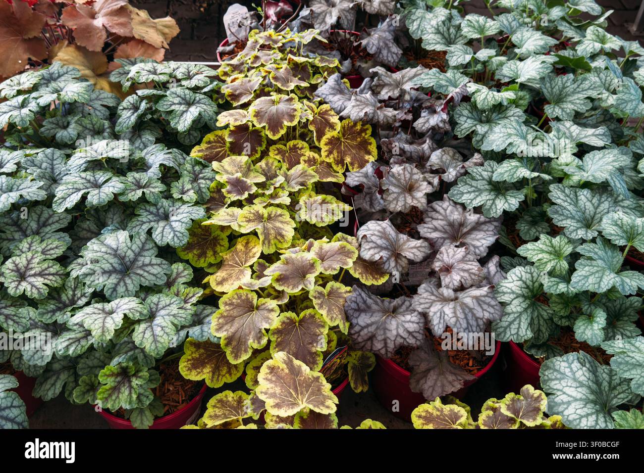 Piante di campanelle di corallo in vaso mostrano foglie variegate nella vivai da giardino. Piante di facile cura, piante d'appartamento adatte ai principianti, opzioni di verde resistente Foto Stock
