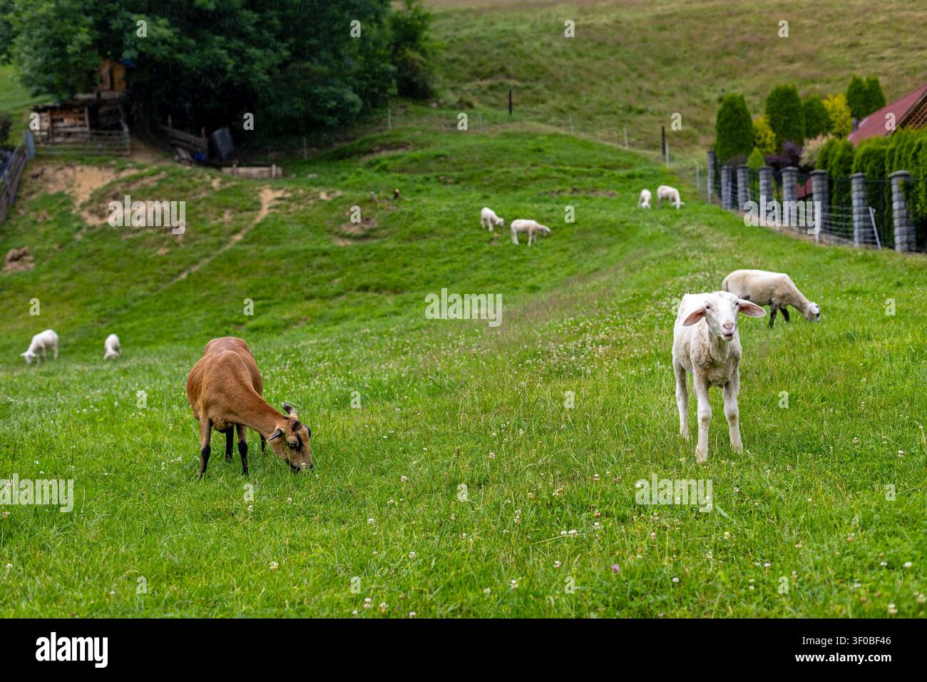 Peccori che pascolano su un pascolo verde in collina. Pecori e agnelli pascolano su un pascolo verde in collina con un agnello bianco rivolto verso la telecamera, un pecora marrone che si nutre Foto Stock