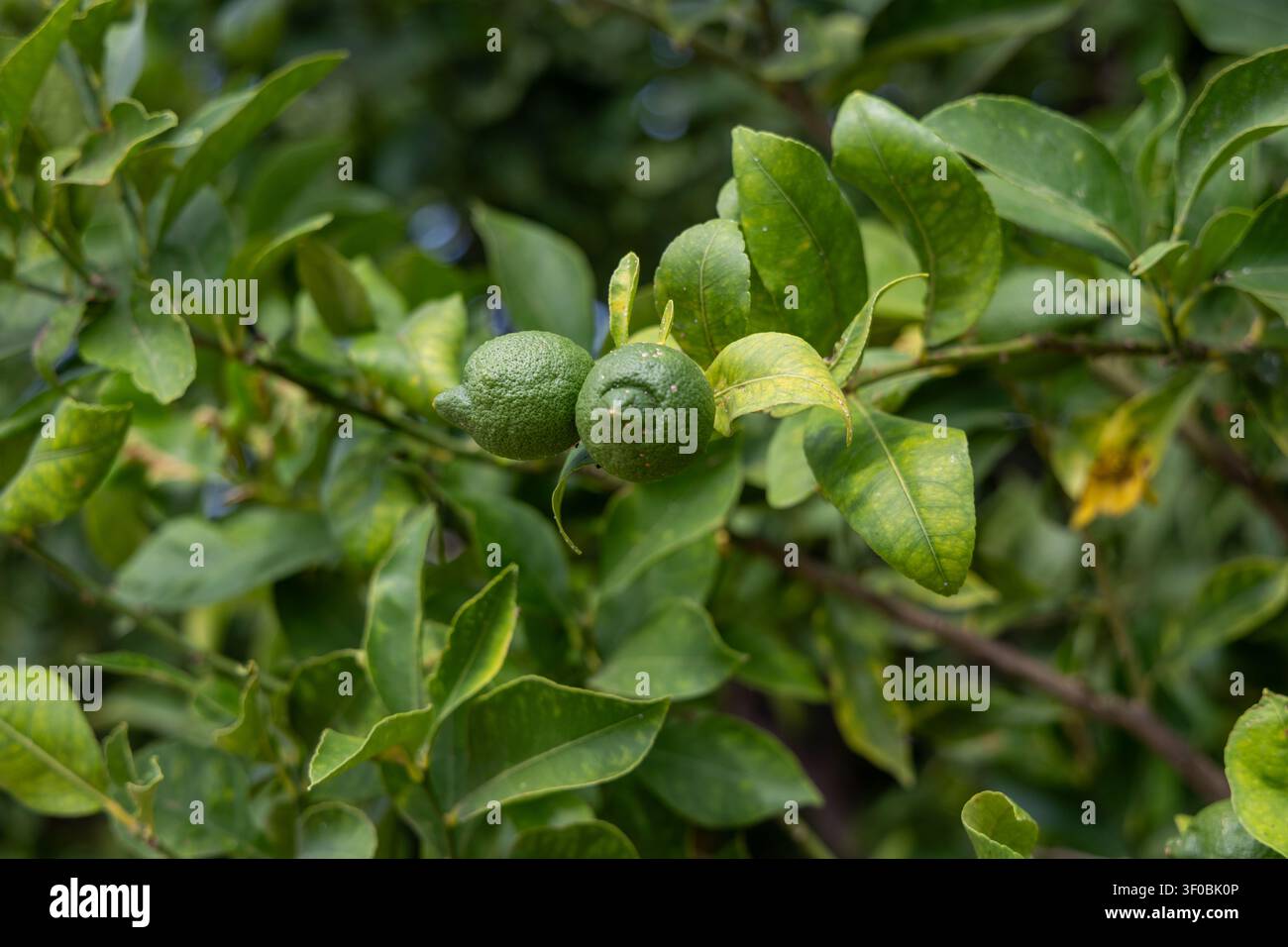 Vista ravvicinata di frutti citrus non maturi su un ramo d'albero, circondati da foglie verde vivace e luce solare screziata Foto Stock
