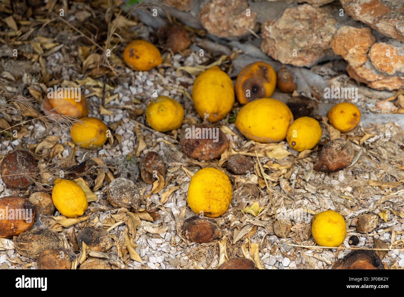 Una raccolta di limoni gialli e frutti marroni appassiti giace su una superficie ruvida di piccole pietre e fogliame secco Foto Stock