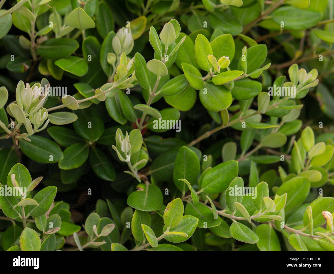 Phillyrea sp. Fogliame di arbusto sempreverde – Foglie ovali dense con boccioli di fiori bianchi, cespuglio costiero mediterraneo, Portogallo Foto Stock