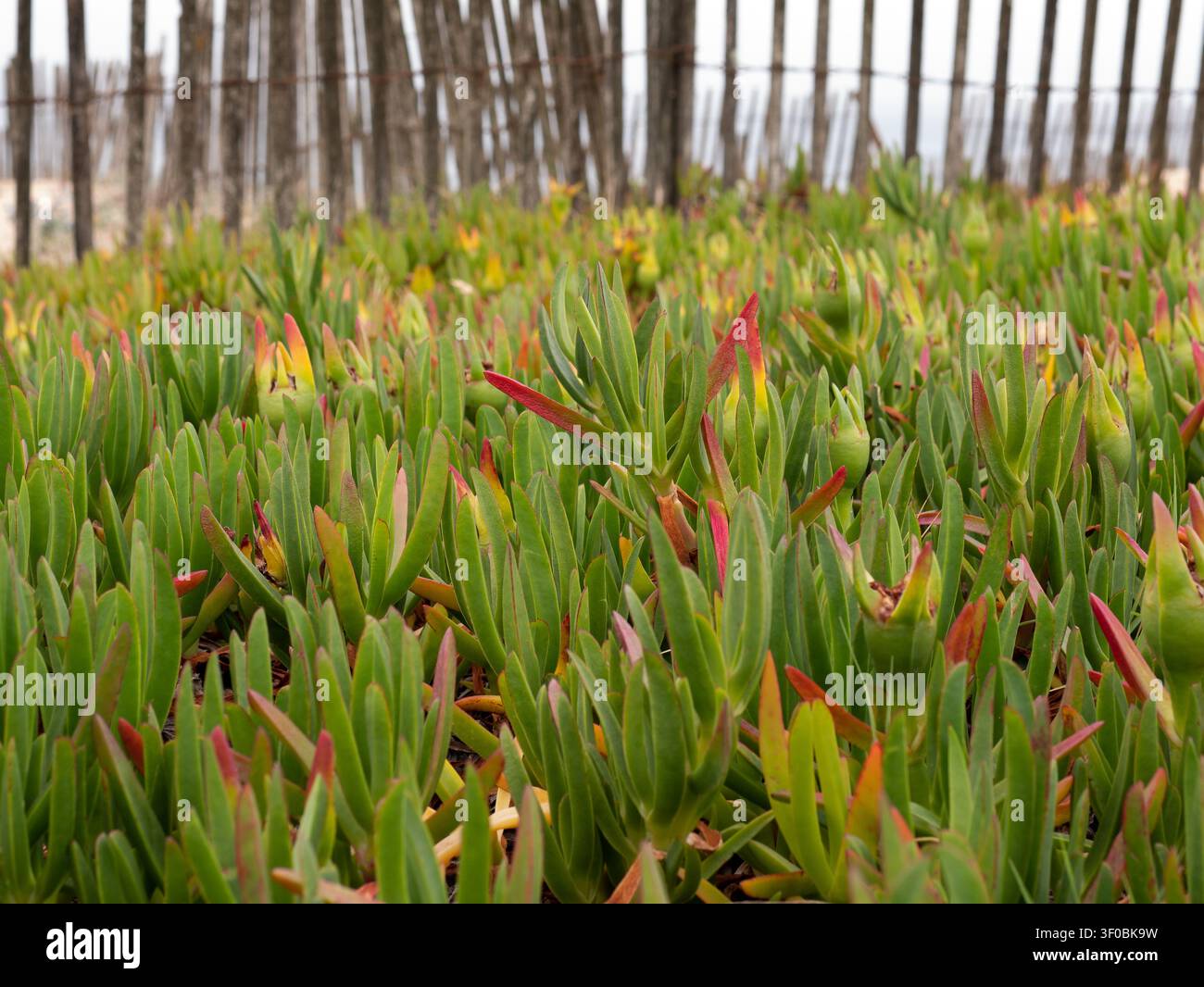 Carpobrotus edulis, pianta del ghiaccio che copre le dune costiere accanto a una recinzione di legno consumata della spiaggia Foto Stock