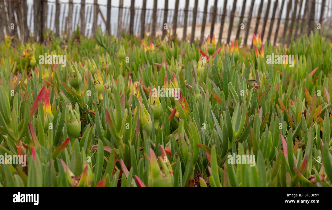 Carpobrotus edulis, pianta del ghiaccio che copre le dune costiere accanto a una recinzione di legno consumata della spiaggia Foto Stock