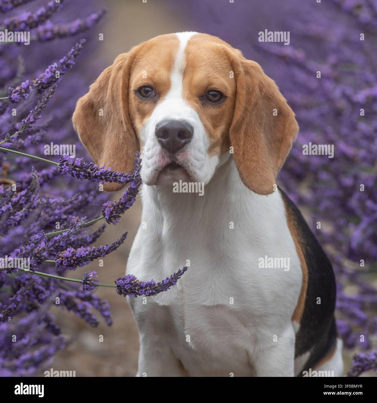 Cane beagle tra fiori di lavanda Foto Stock