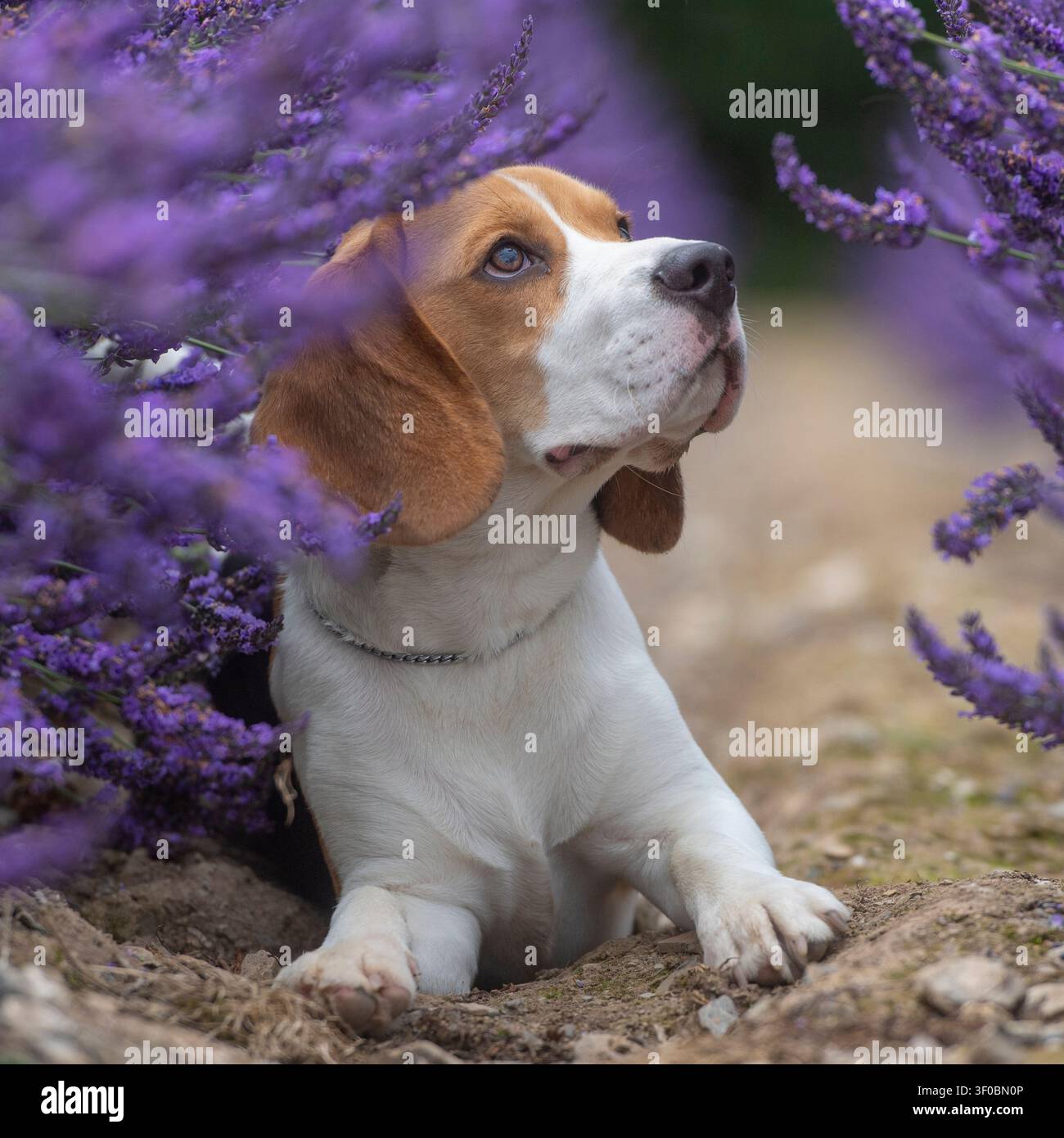 Cane beagle tra fiori di lavanda Foto Stock