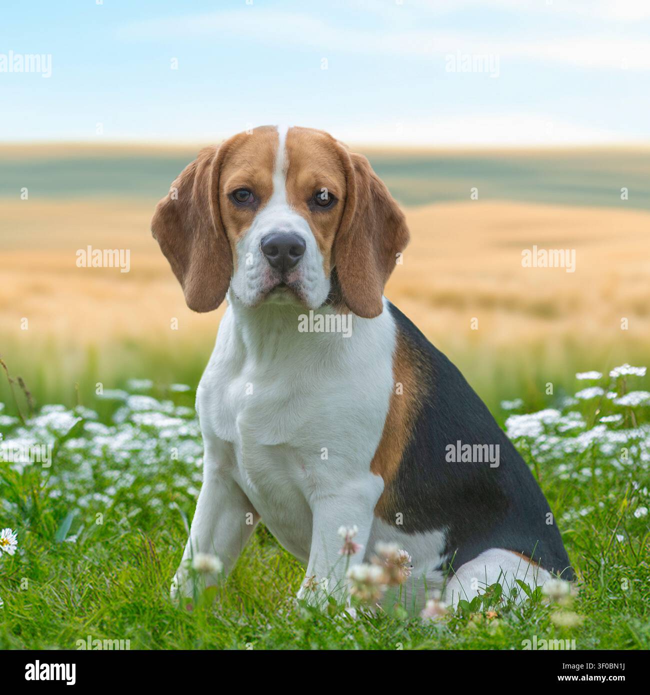 Cane beagle tra fiori ed erba Foto Stock