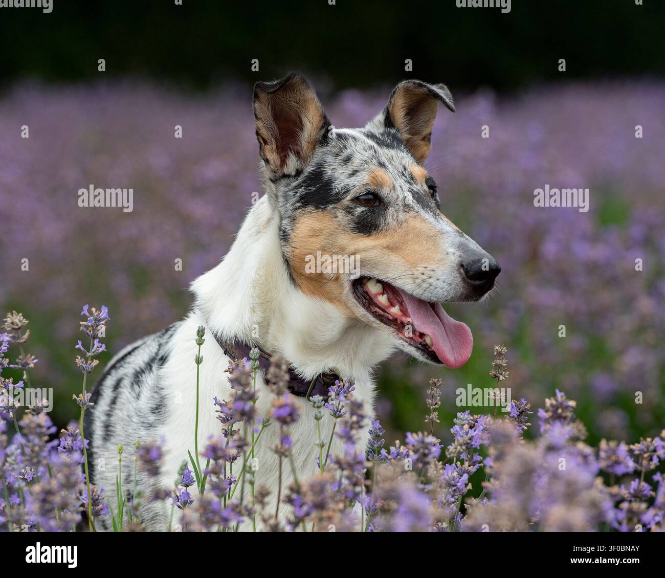 Cane Merle Smooth Collie nella lavanda estiva Foto Stock