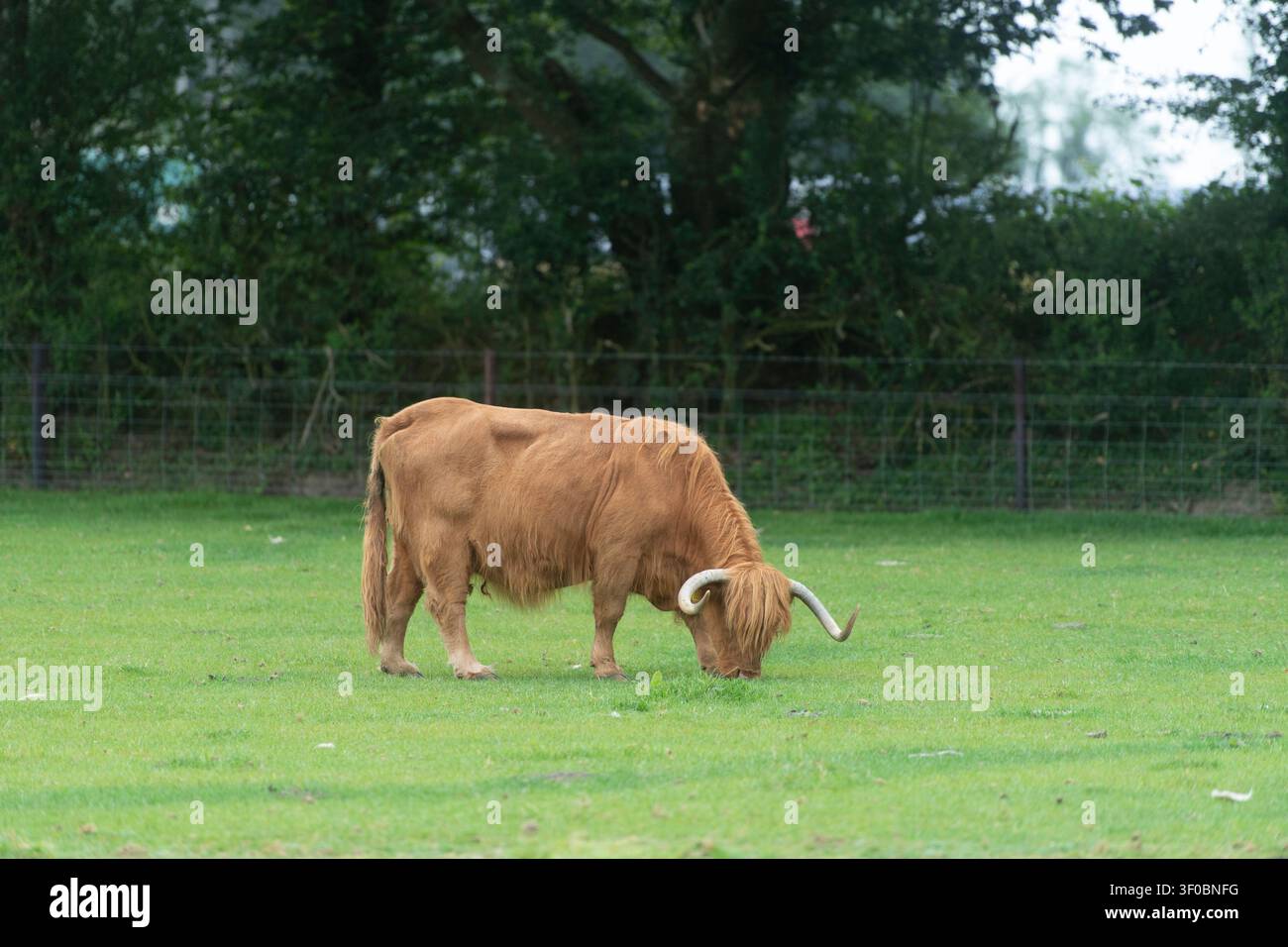 Mucca delle Highlands che pascola in un campo Foto Stock