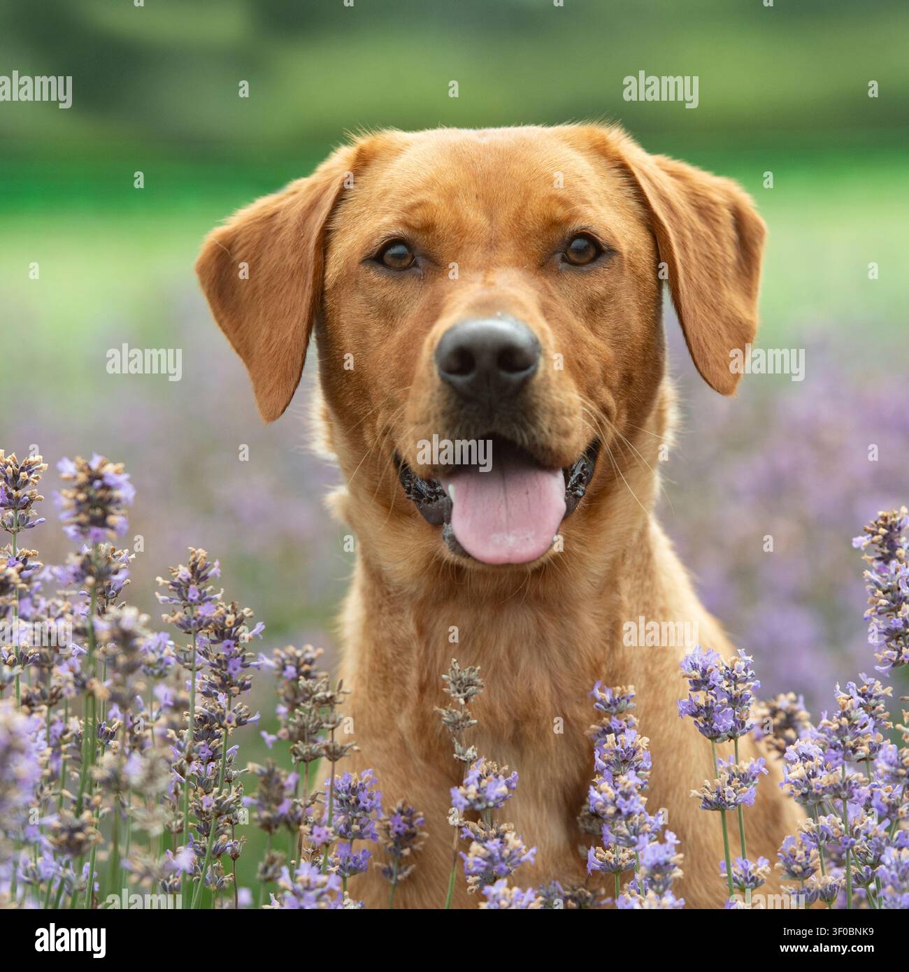 Cane Labrador retriever rosso fox giallo seduto tra i fiori di lavanda Foto Stock