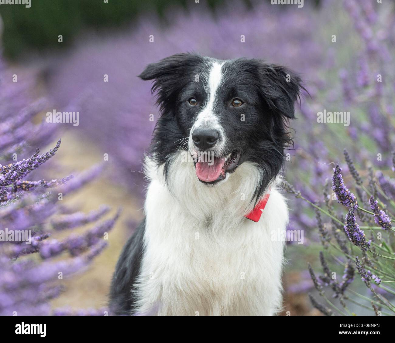 Cane border collie seduto tra i fiori di lavanda Foto Stock
