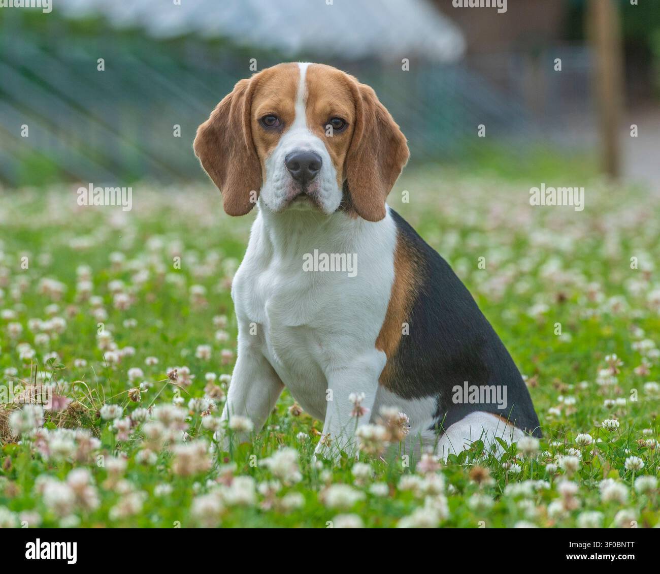 Beagle seduto tra fiori bianchi sull'erba Foto Stock