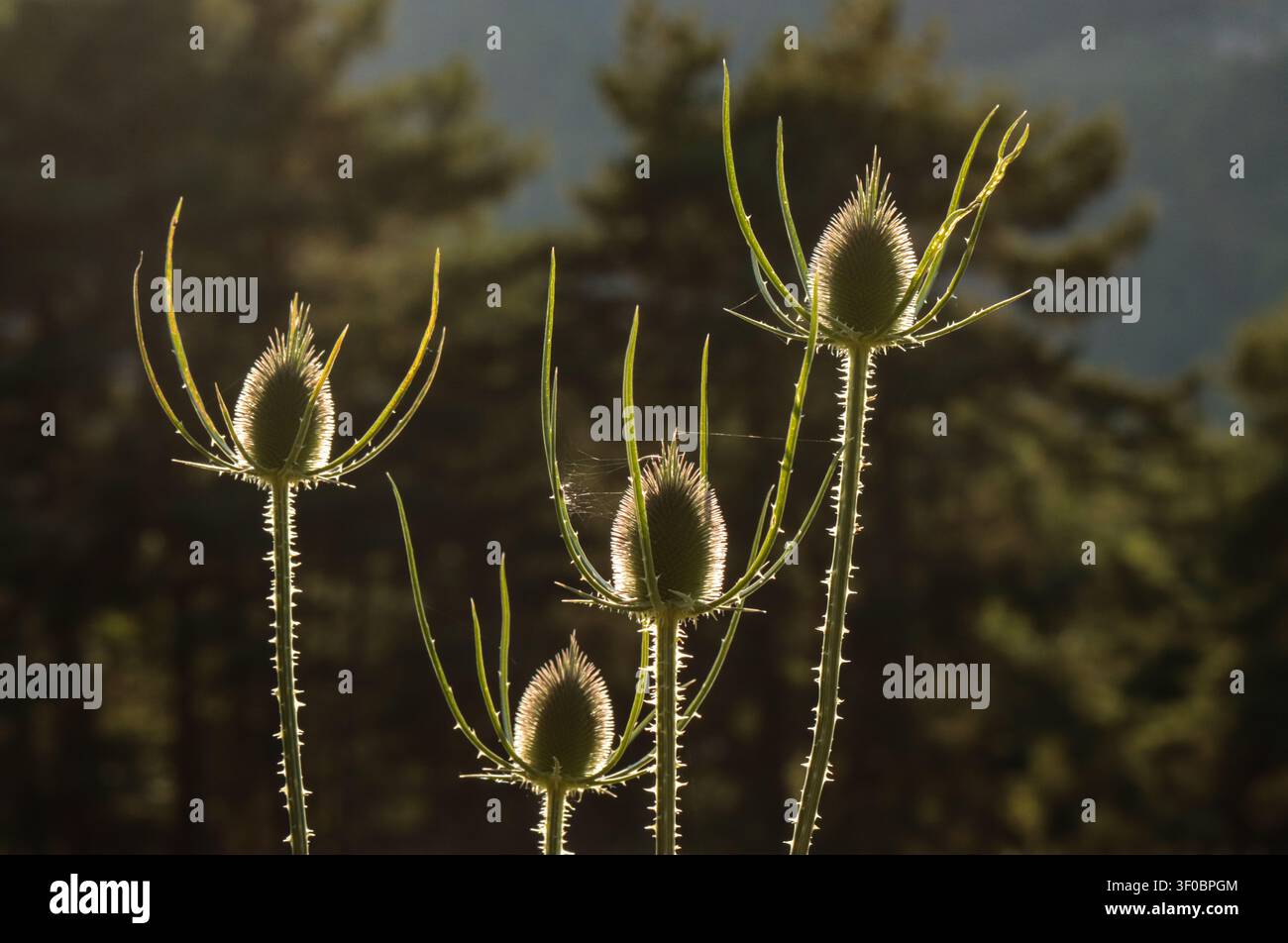 Cardo selvatico in una fioritura di terreno incolto Foto Stock