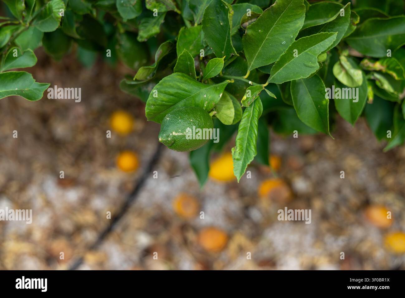 Un singolo limone verde non maturo pende da un ramo vivace di albero di agrumi, circondato dalle sue foglie lucide e da una dispersione di frutti caduti sul terreno Foto Stock