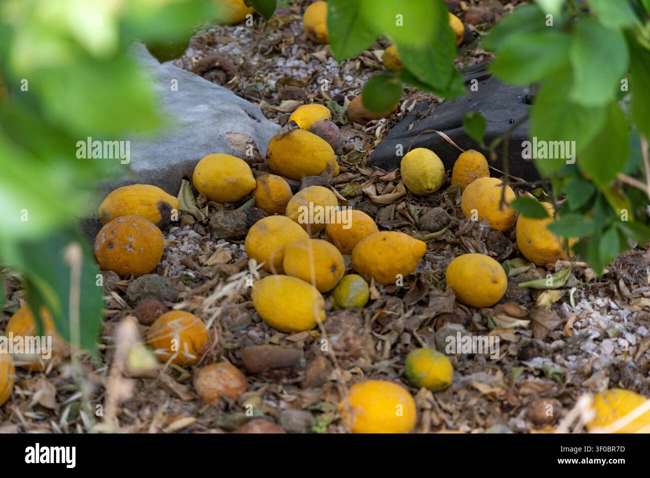Una raccolta di limoni gialli maturi è caduta da un albero e giace sul terreno asciutto tra foglie e piccole pietre Foto Stock