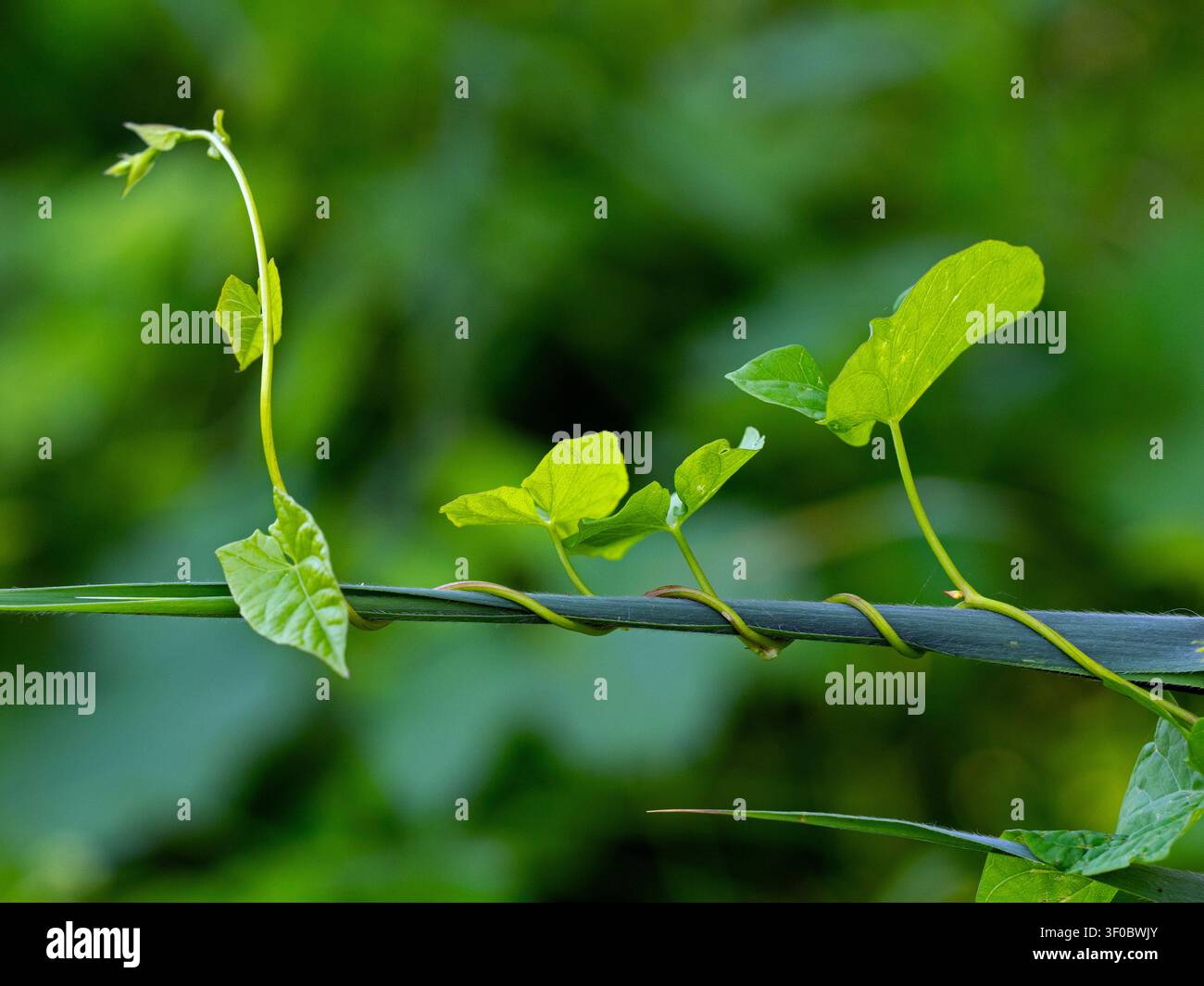 Hedge centinodia o bellbind Calystegia sepium arrampicata steli reed Foto Stock