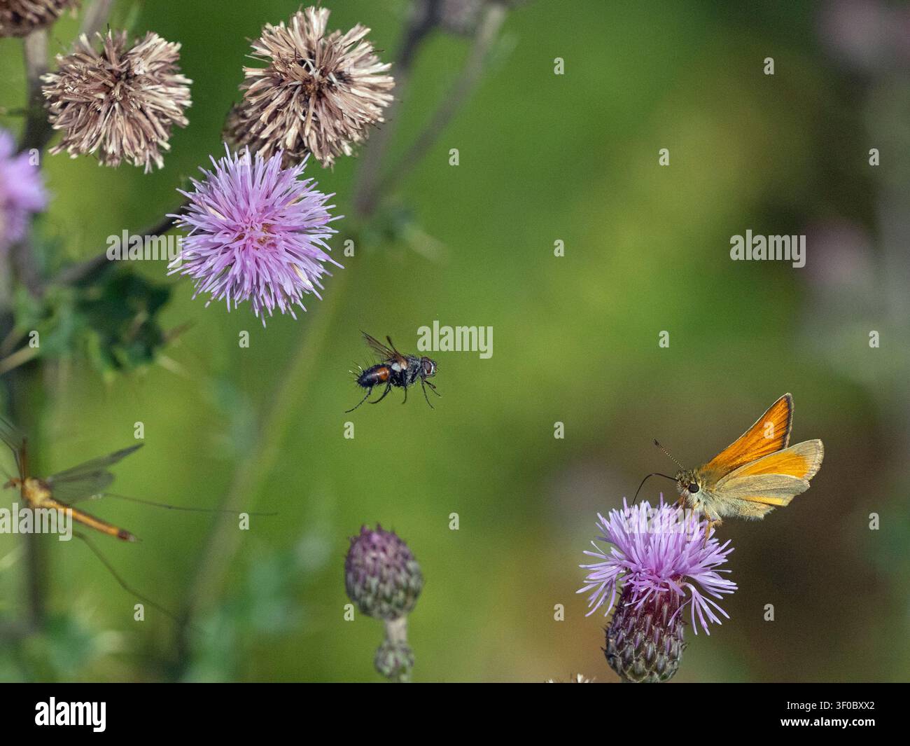 Piccolo skipper Thymelicus sylvestris in volo Foto Stock