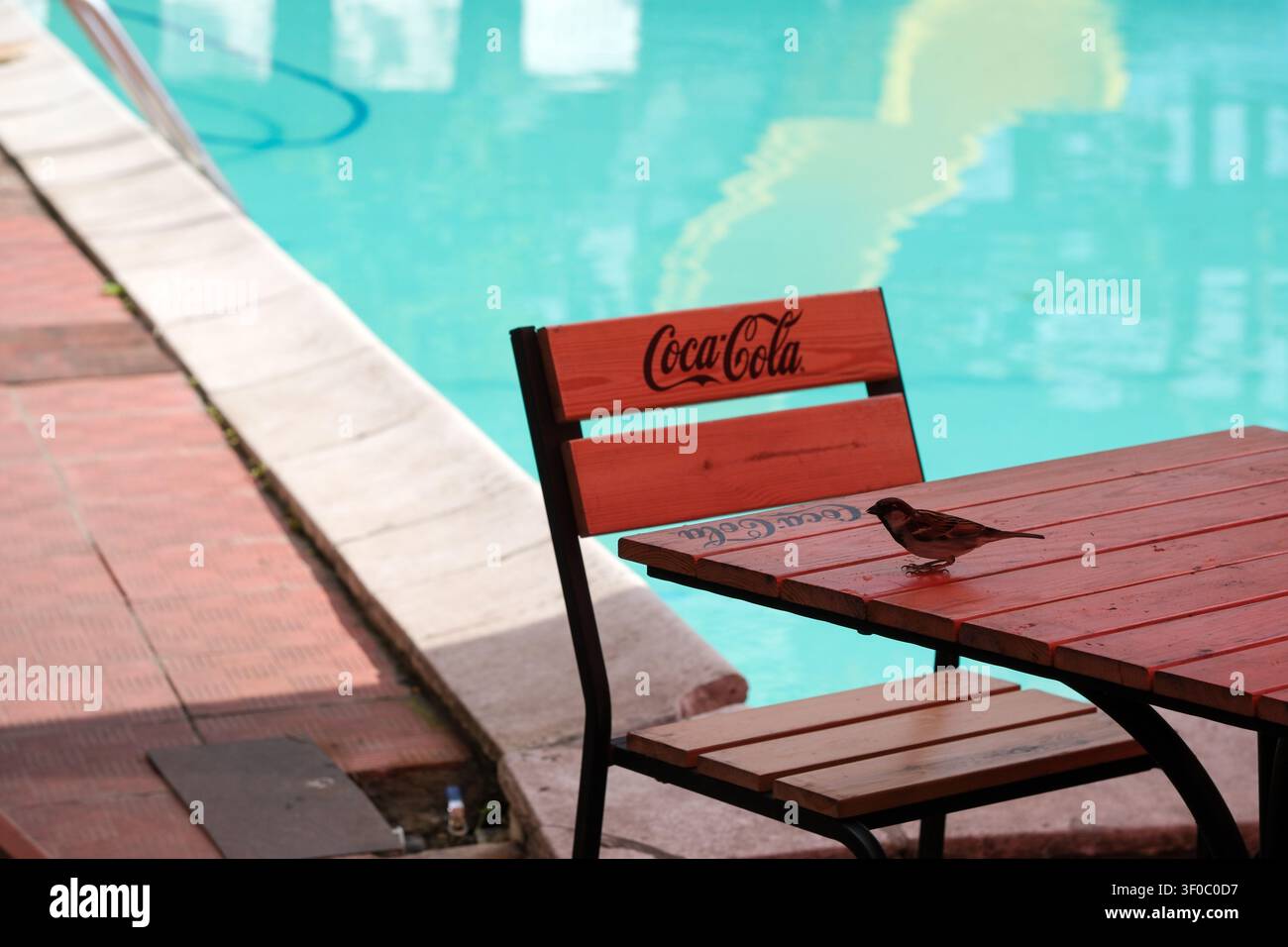 Kyiv, Ucraina, 7 luglio 2026: Un passero domestico in piedi su un tavolo esterno in legno accanto a una piscina in un complesso ricreativo in una giornata estiva soleggiata. Foto Stock