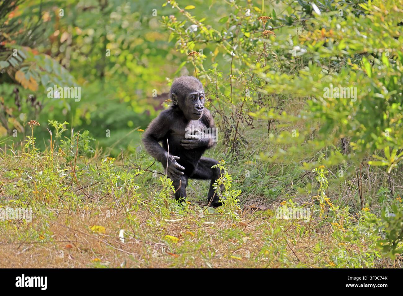 Gorilla occidentale (Gorilla gorilla), giovane, cucciolo, comportamento di display, mostrando, battendo il petto, a terra, correndo Foto Stock