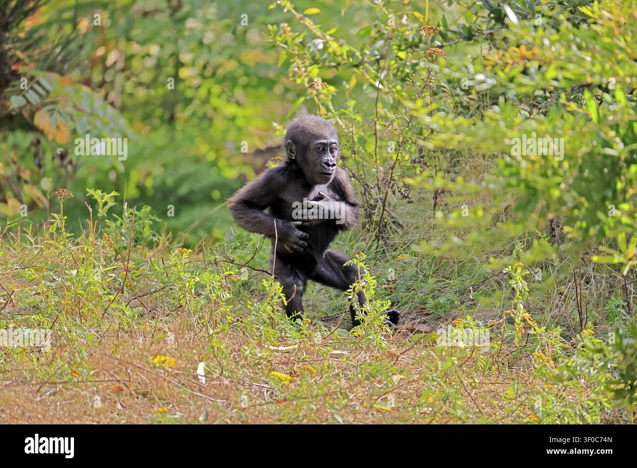 Gorilla occidentale (Gorilla gorilla), giovane, cucciolo, comportamento di display, mostrando, battendo il petto, a terra, correndo Foto Stock