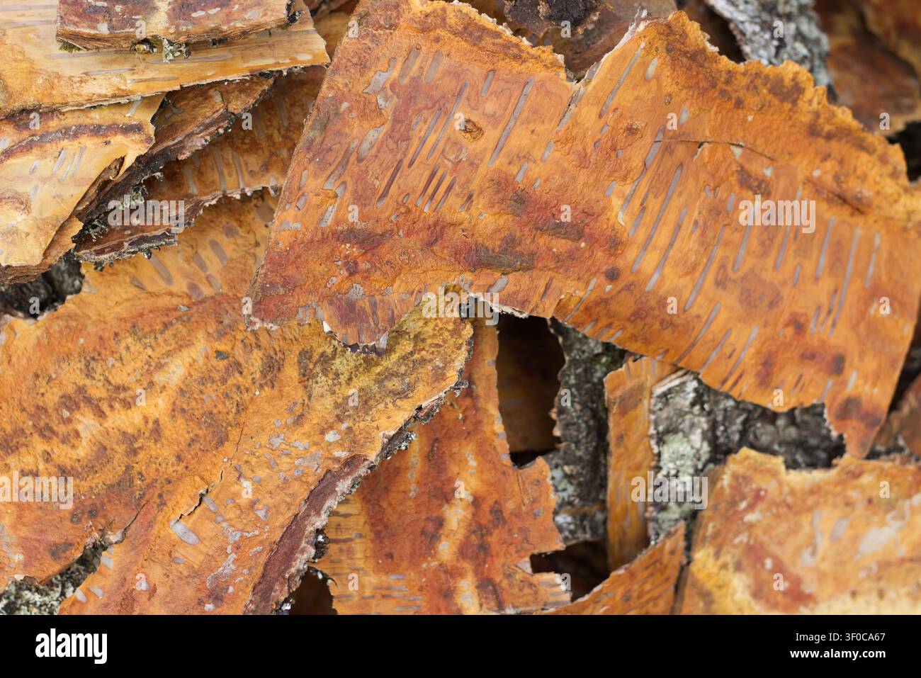 Primo piano di pezzi di corteccia di betulla Foto Stock
