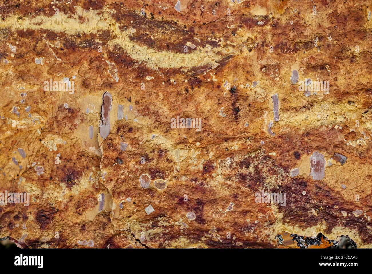 Foto ravvicinata di una superficie naturale di corteccia di betulla con toni chiari, marroni e rossicci, macchie, motivi di corteccia Foto Stock