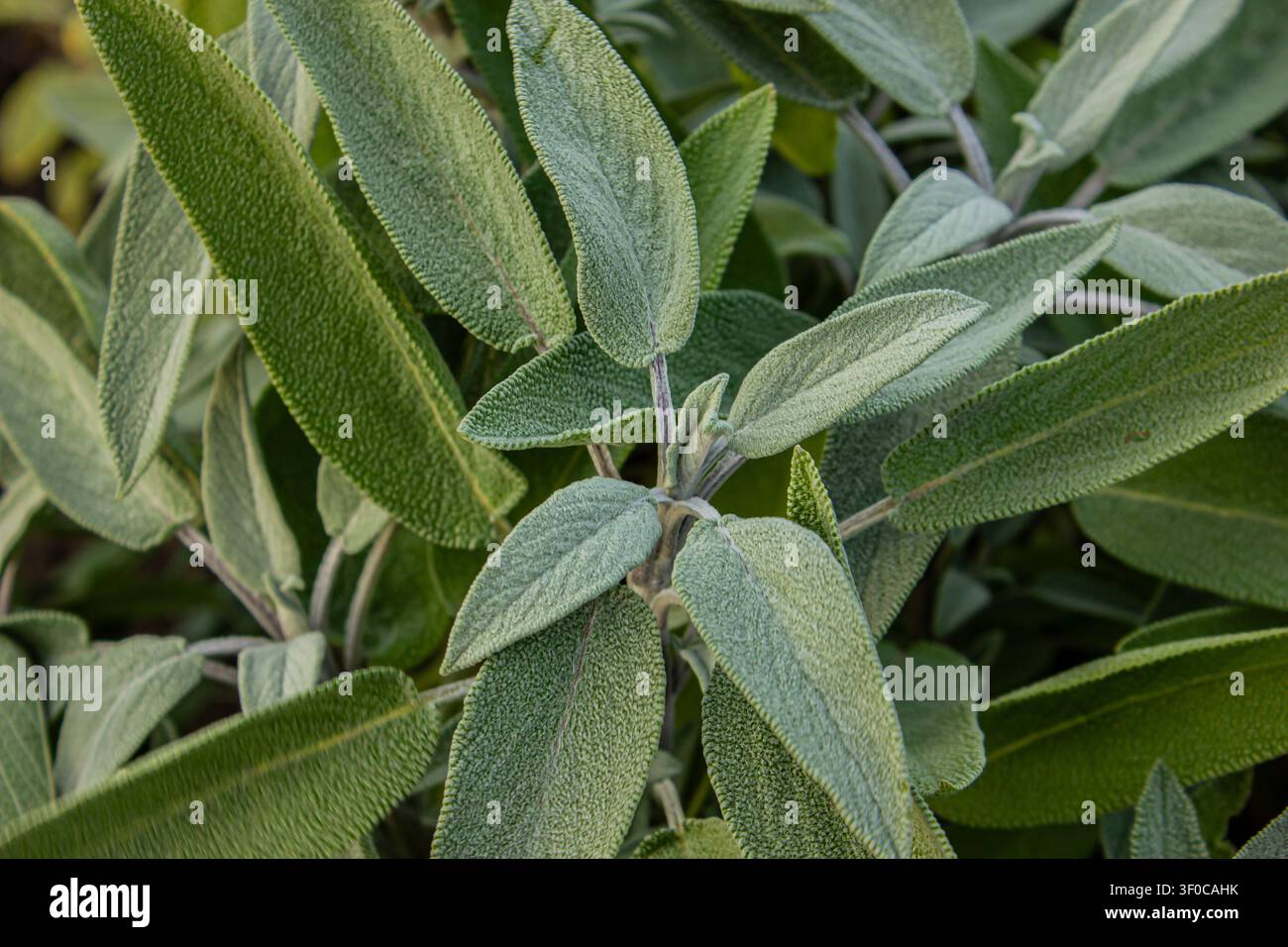 Primo piano di foglie fresche di salvia comune (Salvia officinalis) che crescono naturalmente in un orto di erbe. Il fogliame morbido verde argenteo e la consistenza ideali per cul Foto Stock