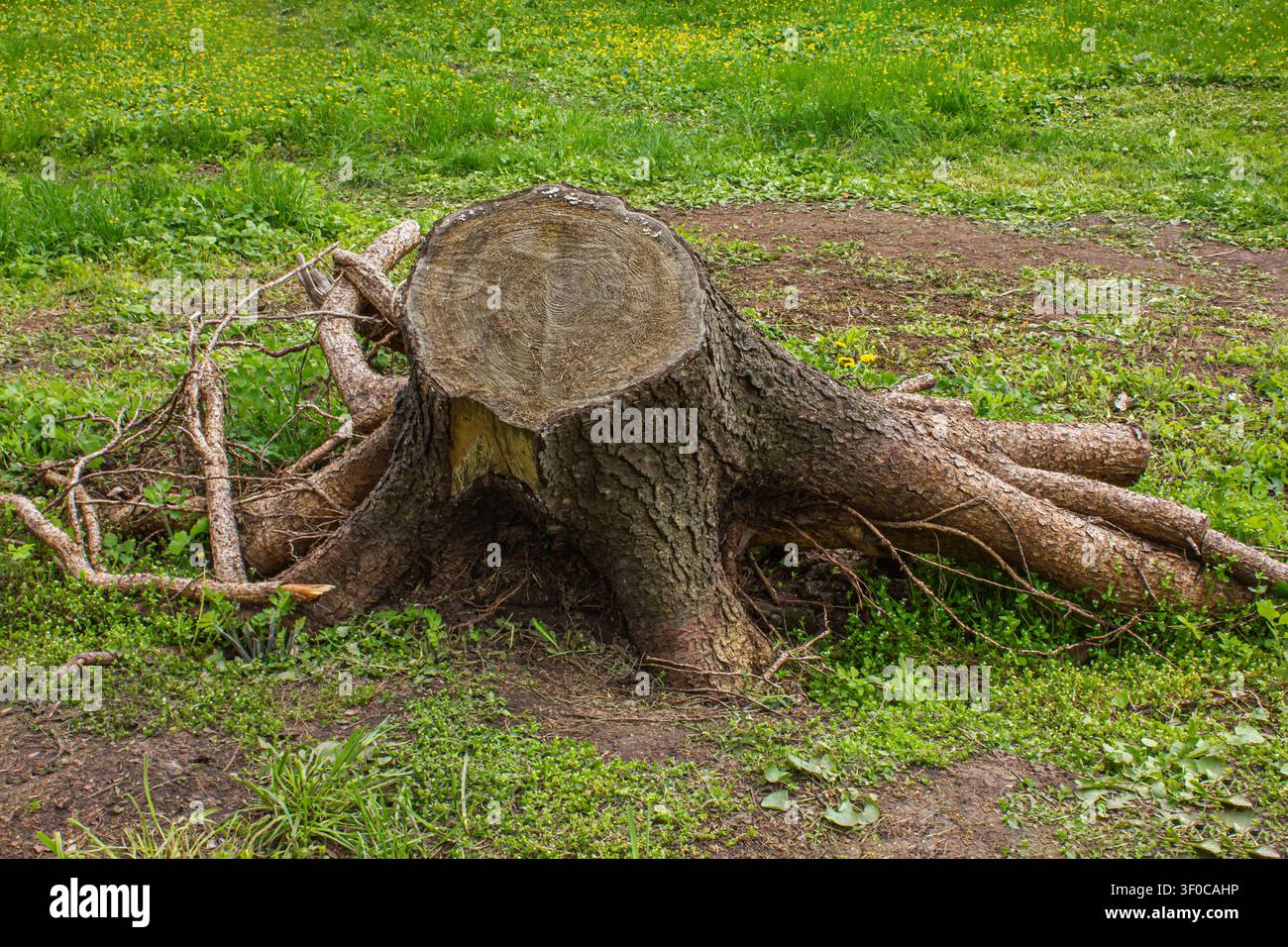 Ceppo d'albero appena tagliato con radici esposte su un campo erboso. Primo piano di un albero abbattuto che mostra gli anelli di crescita annuali, simboleggiando la deforestazione, il disboscamento Foto Stock