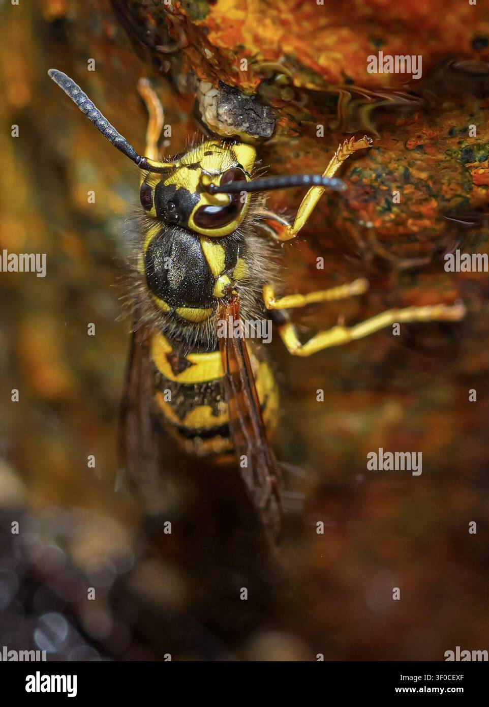 Macro primo piano di una vespa gialla su superficie bagnata, che mostra la texture dettagliata dell'insetto, le marcature nere e gialle e i dettagli naturali della fauna. Foto Stock
