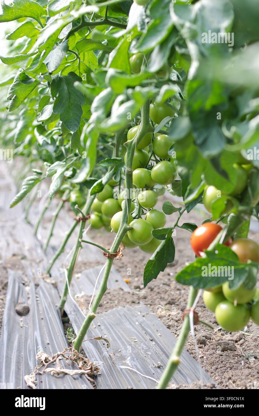 Un colpo verticale a basso angolo su una lunga fila di piante di pomodoro che crescono in una serra o in un giardino strutturato. Foto Stock