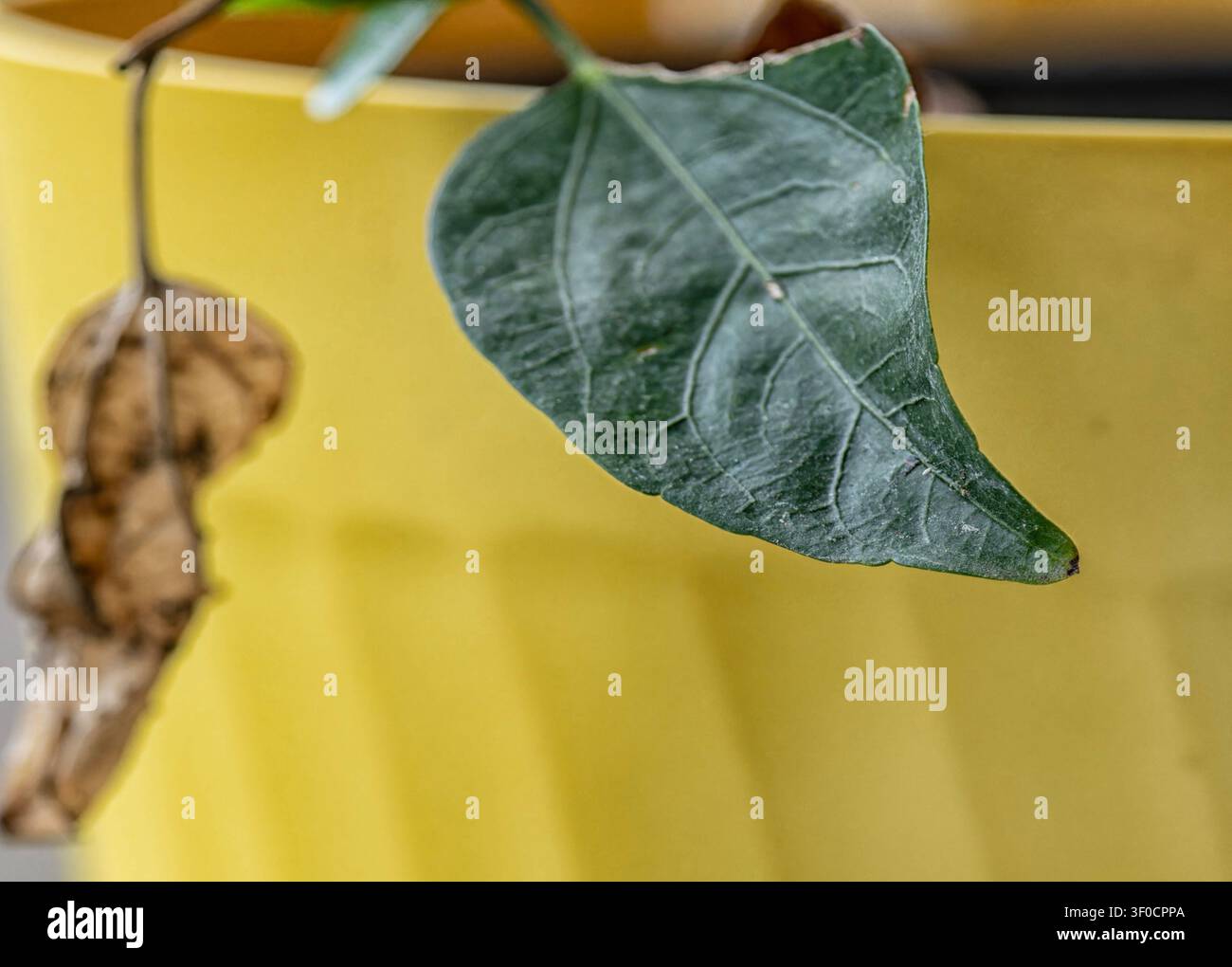 Close up di foglie verde scuro strutturate con venature visibili Foto Stock
