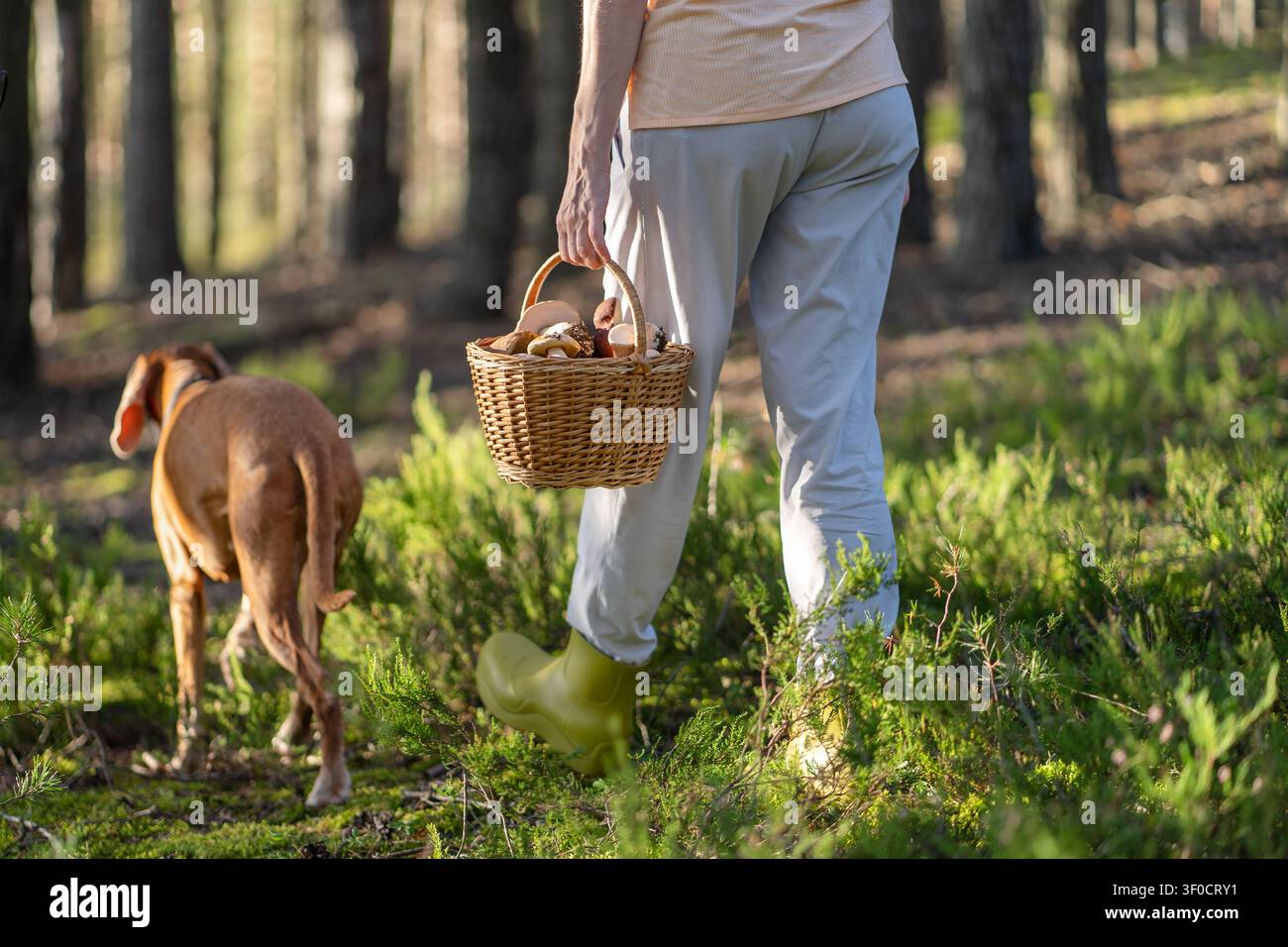 Seguendo uno stile di vita all'aperto, di raccolta e attivo, la raccoglitrice proprietaria di animali domestici passeggia nel bosco con il cane. Foto Stock