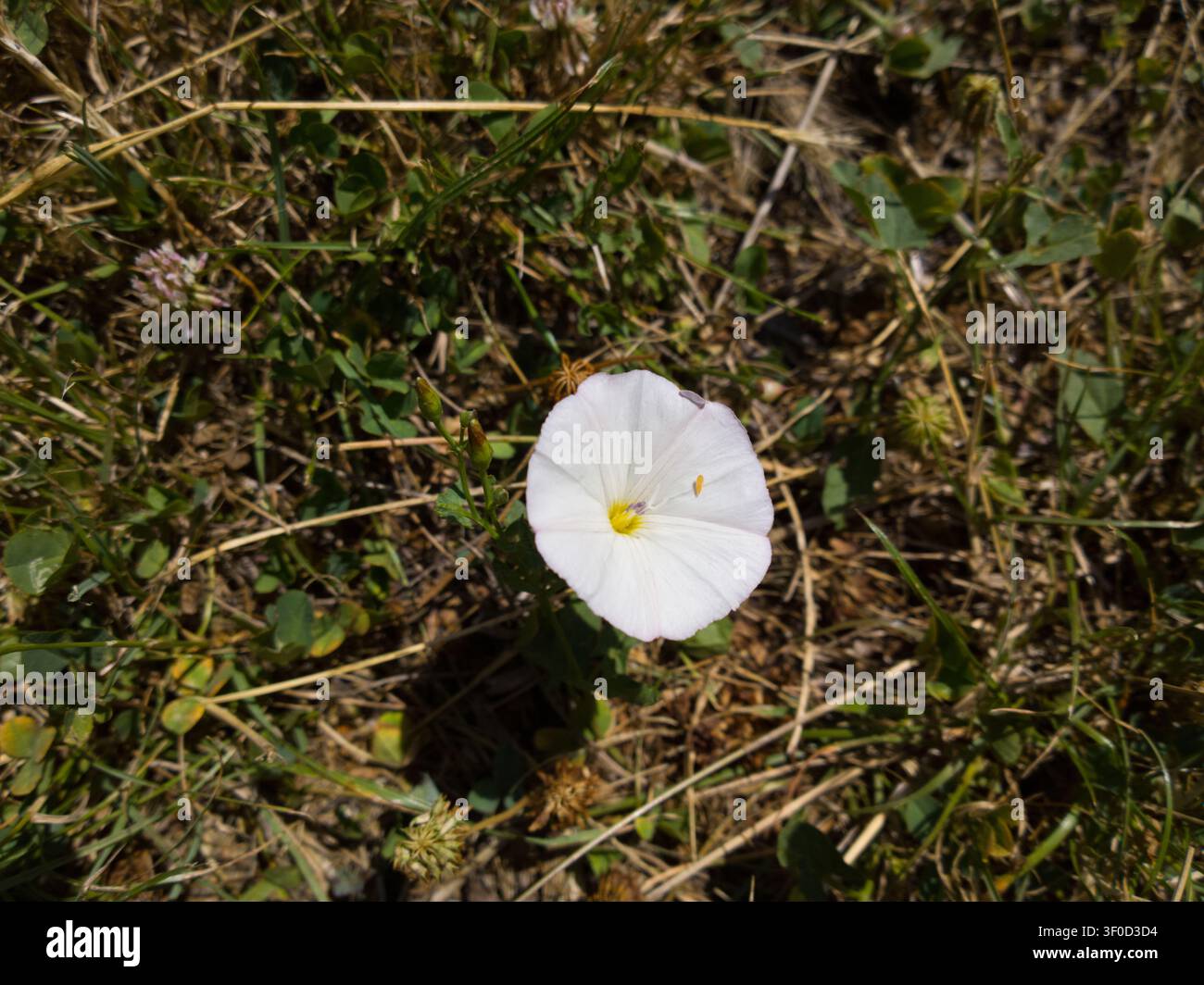 Singola fiore di convolvolo bianco che sboccia a terra, primo piano della fioritura selvatica di Convolvulus arvensis in un prato erboso estivo Foto Stock