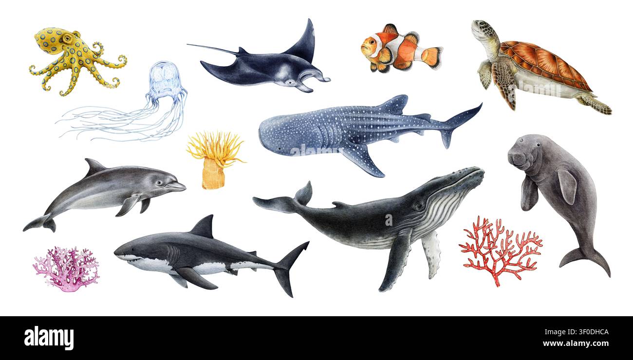 Set di clipart di animali marini con polpo, balena comune, squalo, razza manta, tartaruga, clipart di animali marini per il design oceanico e l'educazione, stile realistico. Foto Stock