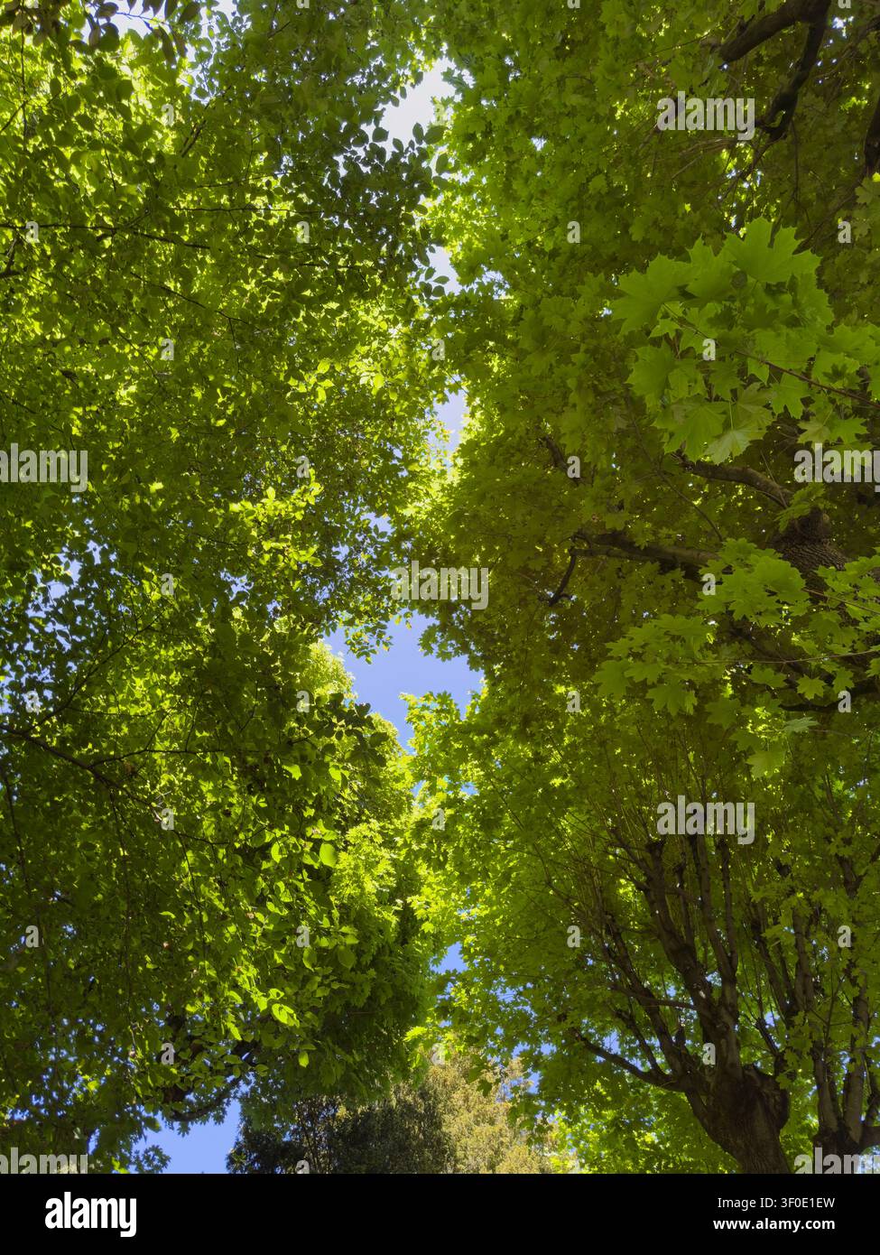 Guardia verso l'alto sulla fitta chioma degli alberi verde contro il cielo blu - Immagine stock catturata con smartphone