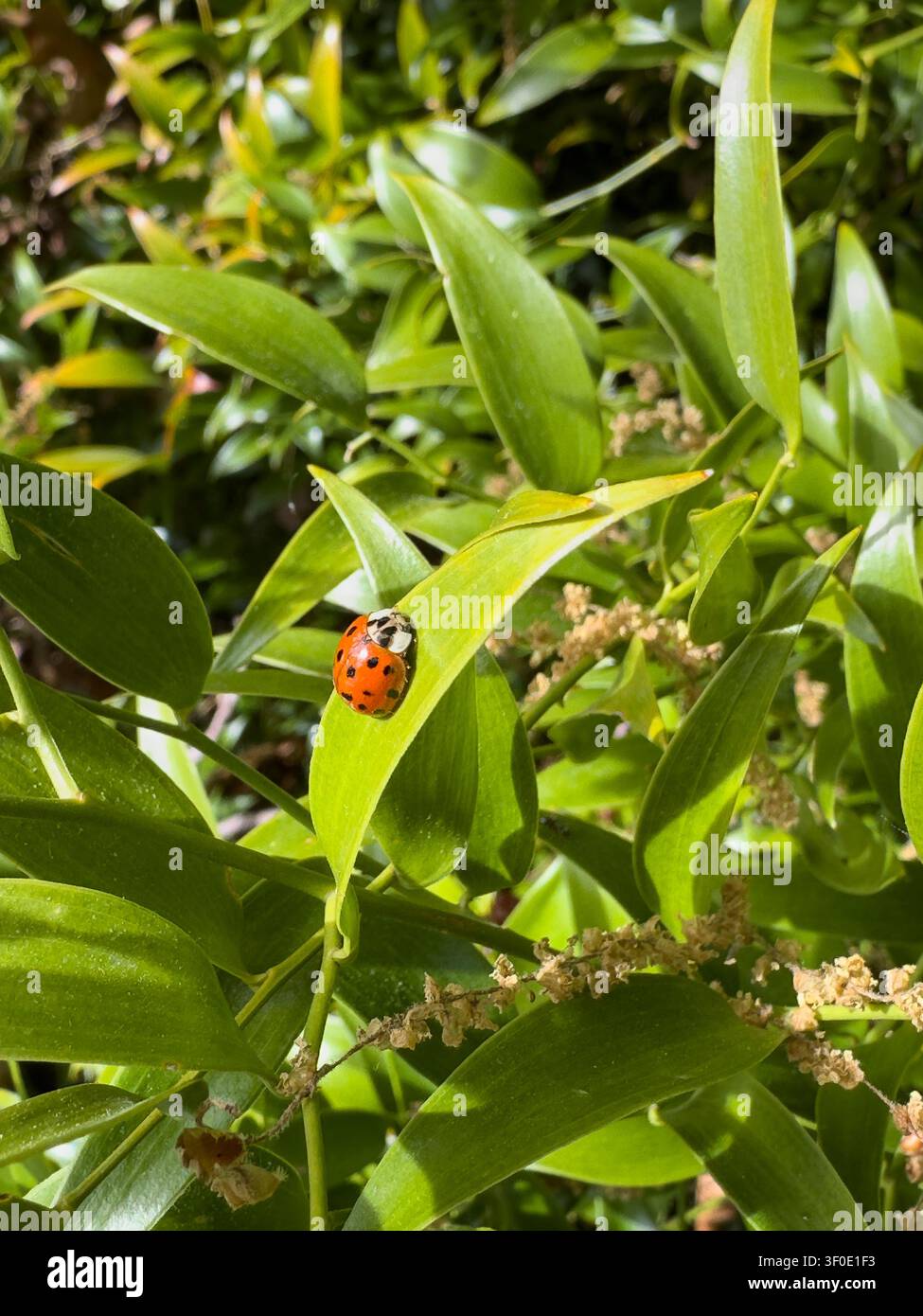 Coccinella rossa che striscia su una foglia di pianta verde e lucida alla luce del sole - Immagine stock catturata con smartphone