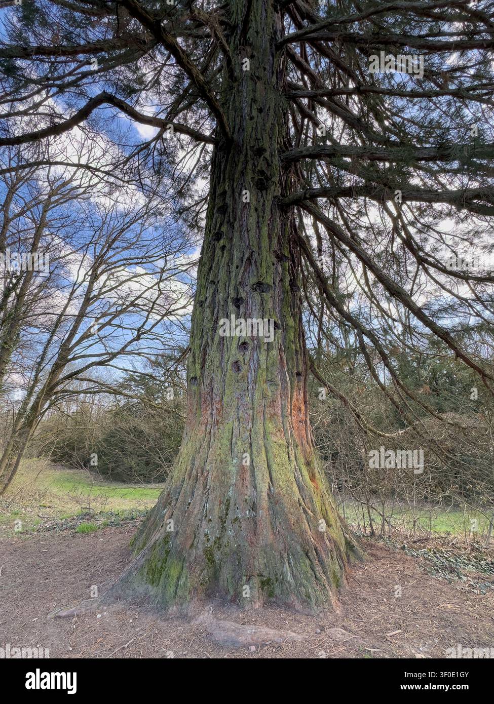 Vista ad angolo basso del tronco di una sequoia gigante con rami massicci - Immagine stock catturata con smartphone