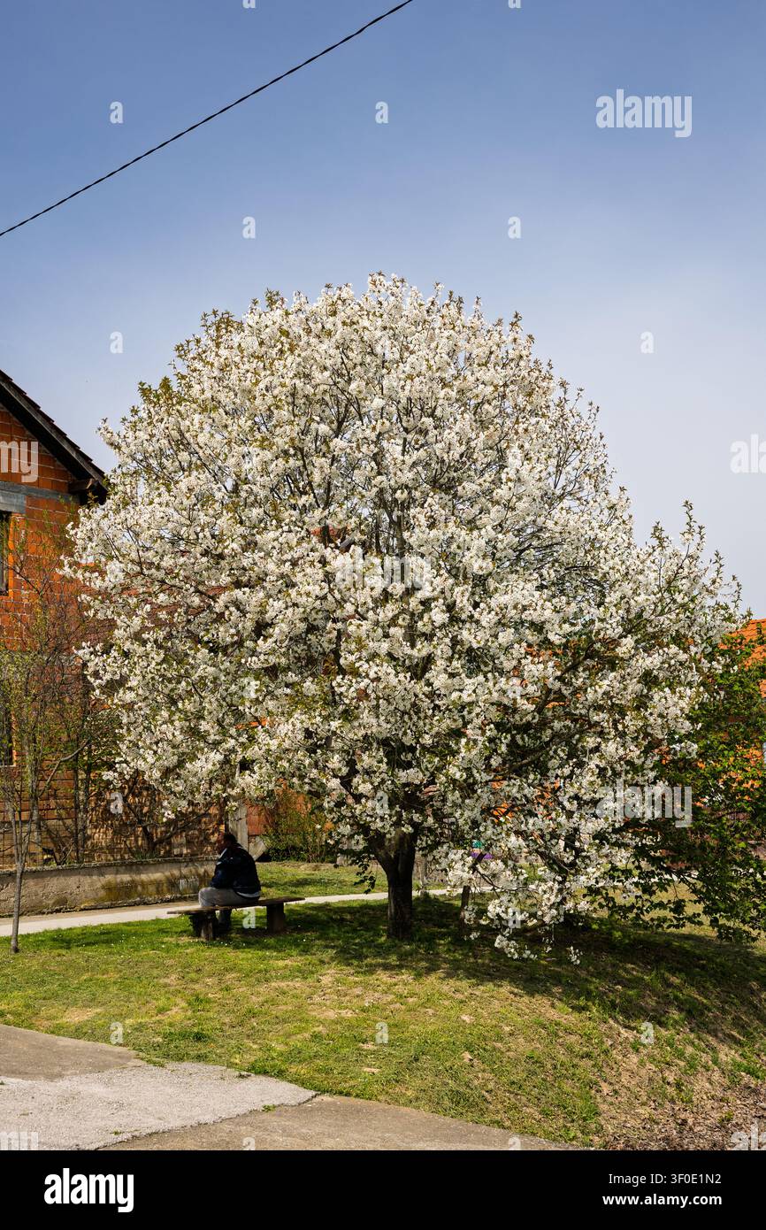 Un uomo solitario siede su una panchina di legno sotto un grande ciliegio in fiore bianco in primavera, accanto a una casa di villaggio in mattoni rossi, evocando calma e riflessione Foto Stock