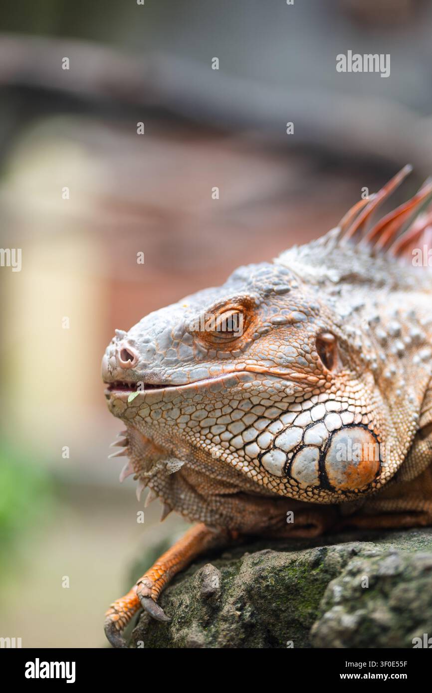 Prima piano del volto di un iguana verde arancione. Ritratto di iguana Foto Stock