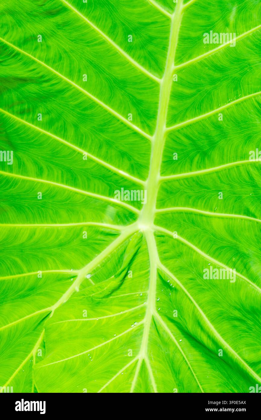 Texture di foglia tropicale verde vivace con motivo a venature radiali e gocce d'acqua Foto Stock