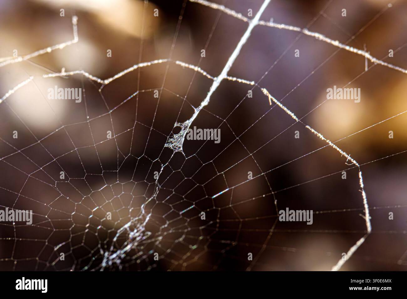 Foto macro di una delicata ragnatela con sottili fili di seta che luccicano nella luce soffusa. Mostrando l'intricato della struttura della ragnatela. Simbolizzando fragilità Foto Stock