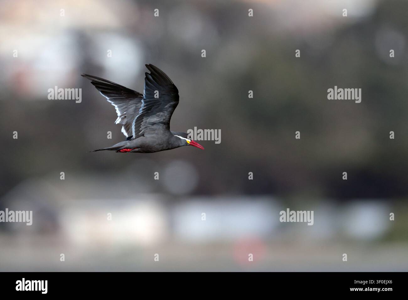 Alcione Inca (Larosterna inca) - adulto singolo in volo sul mare vicino a Coquimbo, Cile Foto Stock