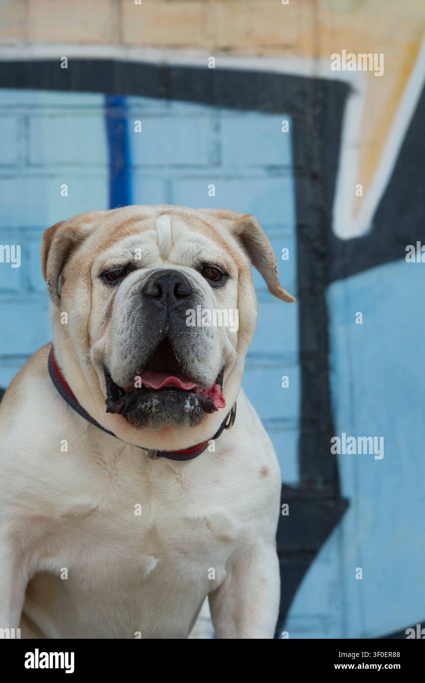 Ritratto di un Olde English Bulldog Foto Stock