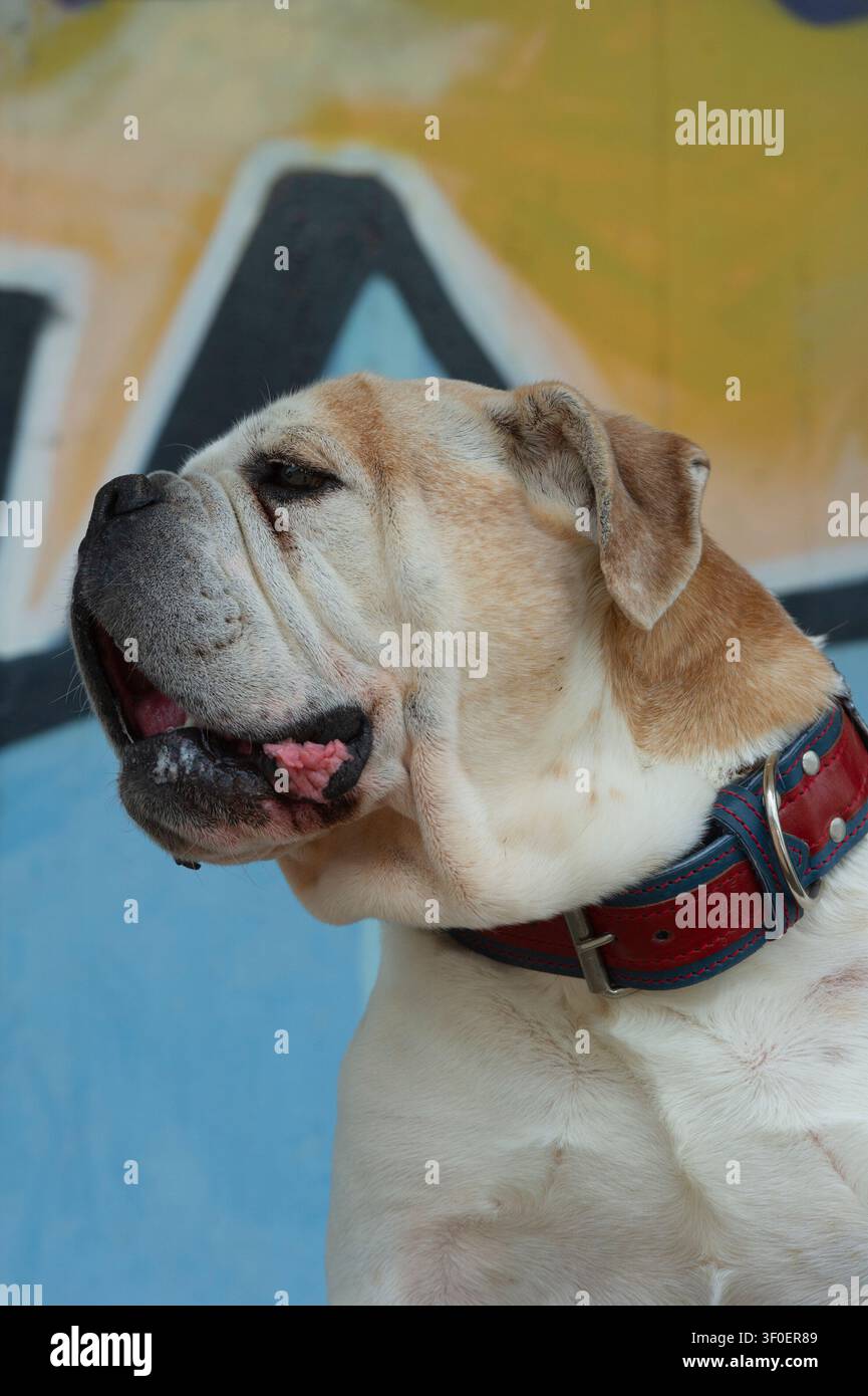 Ritratto di un Olde English Bulldog Foto Stock