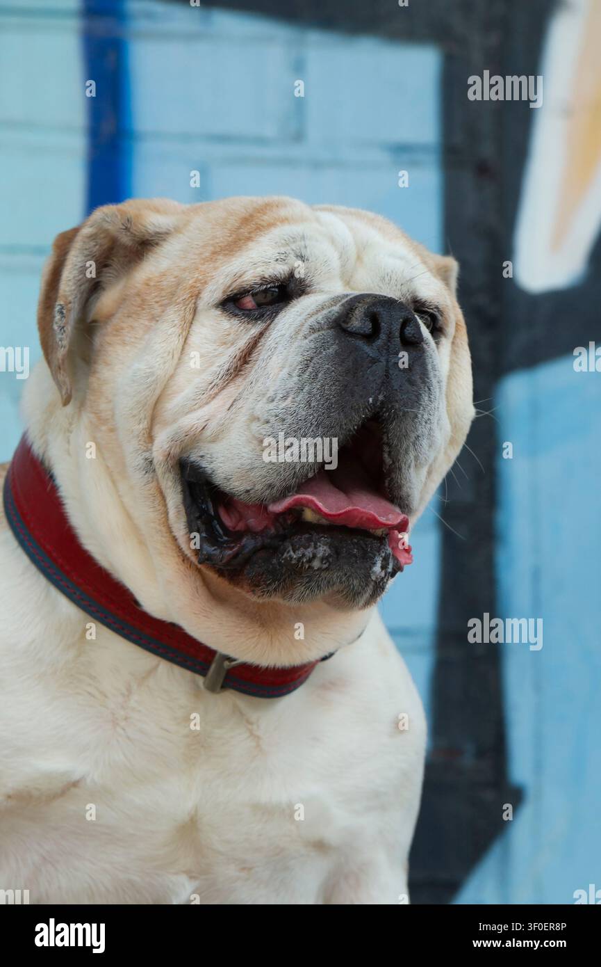 Ritratto di un Olde English Bulldog Foto Stock