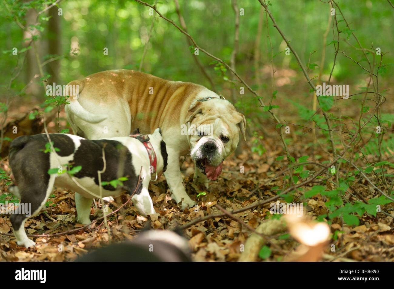 Olde English Bulldog e Shorty Bull nella foresta Foto Stock