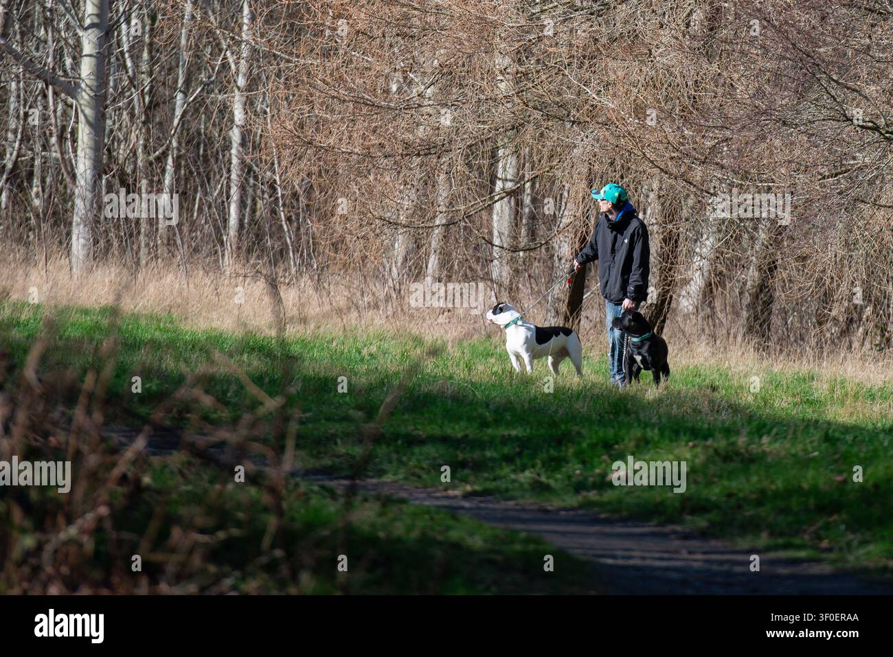 Uomo che porta a spasso i cani nel parco Craigmiller a Edimburgo, Scozia Foto Stock