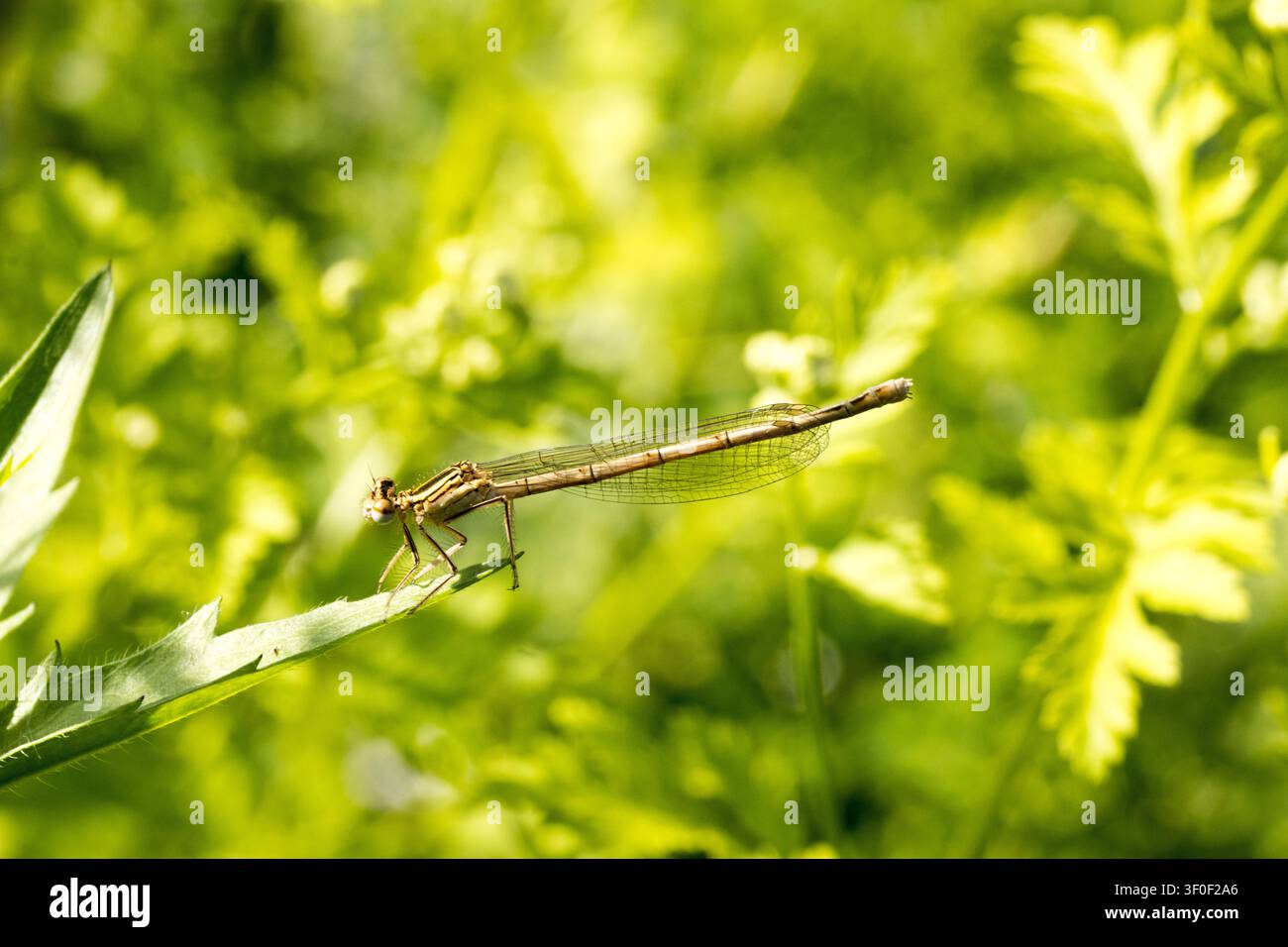 Gambe blu (Platycnemis pennipes) - femmina Foto Stock